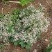 White Wood Aster